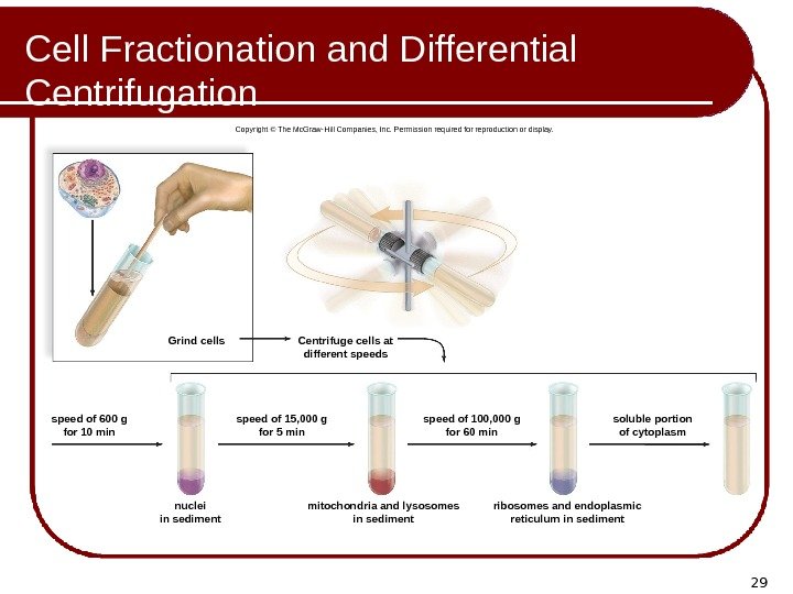 29 Cell Fractionation and Differential Centrifugation Grind cells Centrifuge cells at different speeds speed