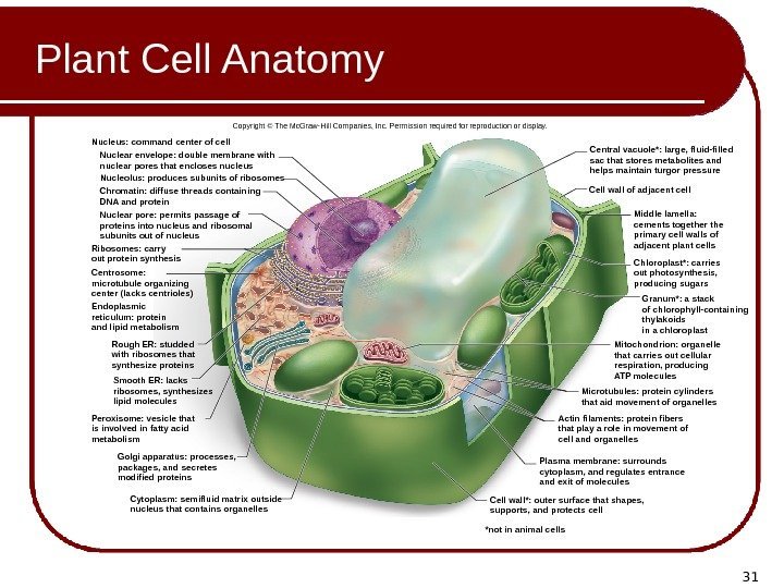 31 Plant Cell Anatomy *not in animal cells. Nuclear pore: permits passage of proteins