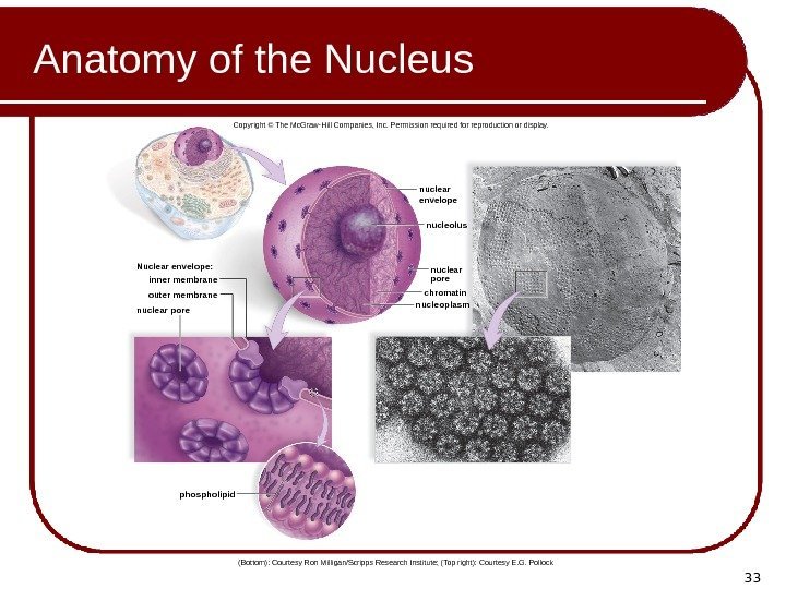 33 Anatomy of the Nucleus nuclear pore. Nuclear envelope: inner membrane outer membrane chromatin