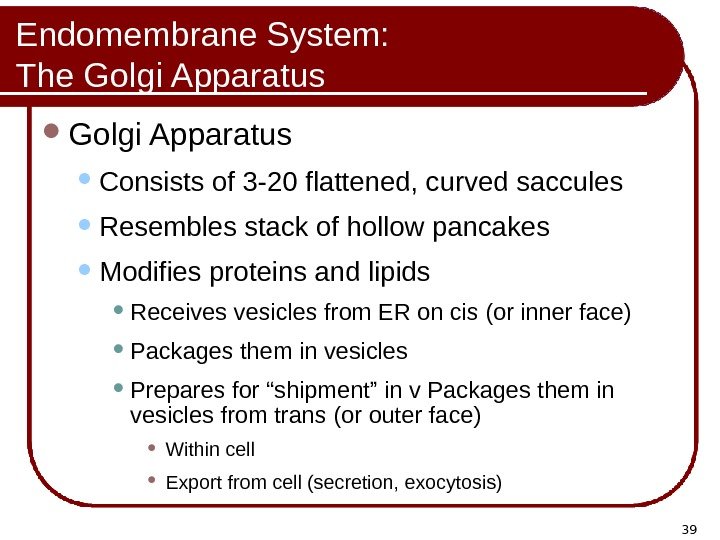 39 Endomembrane System: The Golgi Apparatus Consists of 3 -20 flattened, curved saccules Resembles