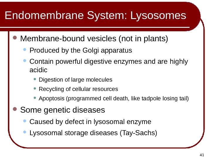 41 Endomembrane System: Lysosomes Membrane-bound vesicles (not in plants) Produced by the Golgi apparatus