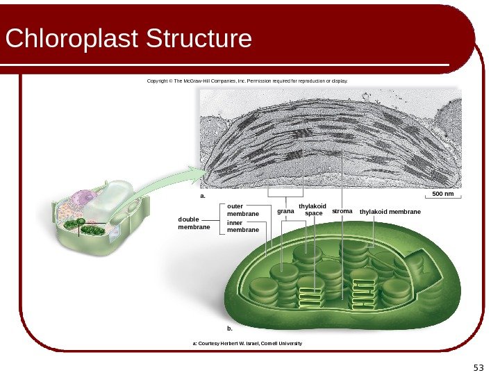 53 Chloroplast Structure double membrane outer membrane inner membrane grana thylakoid space thylakoid membranestromaa.