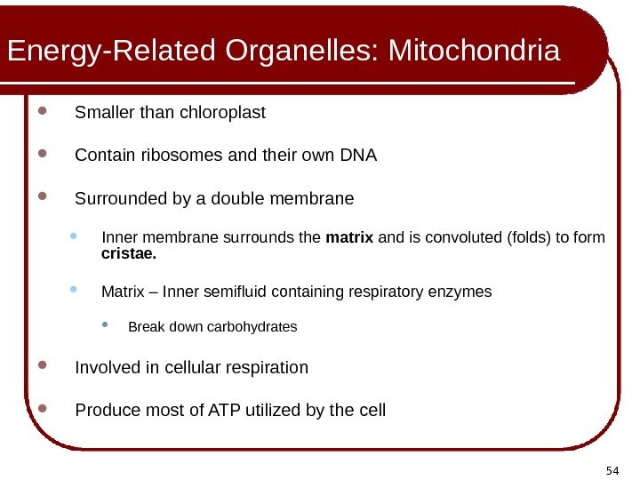 54 Energy-Related Organelles: Mitochondria Smaller than chloroplast Contain ribosomes and their own DNA 