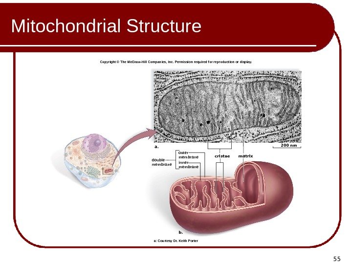 55 Mitochondrial Structure cristae matrixa. b. 200 nm double membrane outer membrane inner membrane.