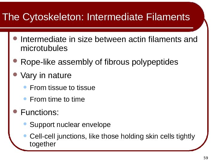 59 The Cytoskeleton: Intermediate Filaments Intermediate in size between actin filaments and microtubules Rope-like