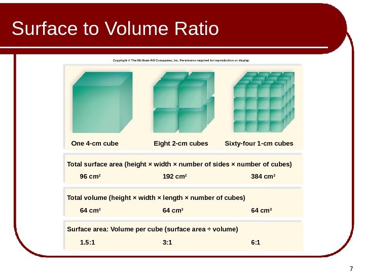 7 Surface to Volume Ratio One 4 -cm cube 96 cm 2 192 cm