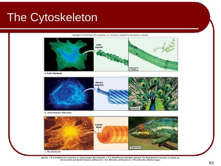 62 The Cytoskeleton b. Intermediate filaments c. Microtubules chameleon Chara peacockactin subunit fibrous subunits