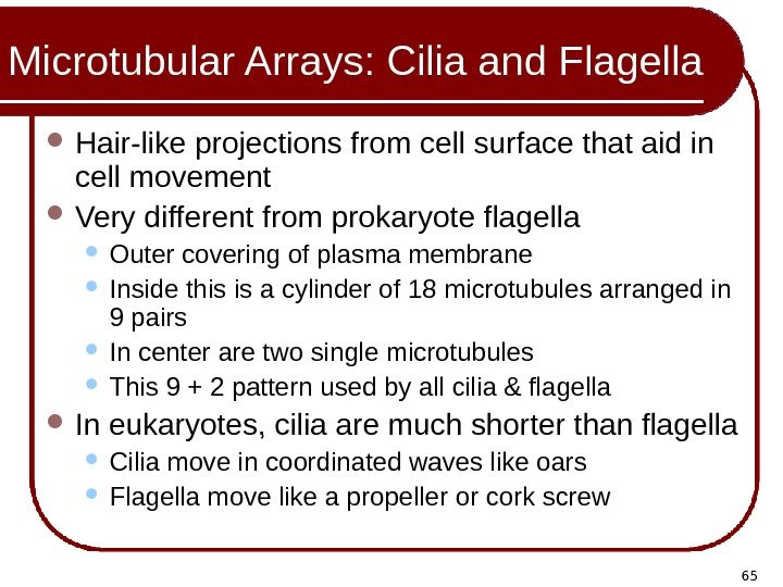 65 Microtubular Arrays: Cilia and Flagella Hair-like projections from cell surface that aid in