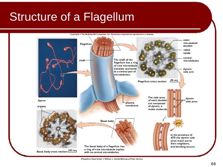 66 Structure of a Flagellum Basal body. Flagellum shaft Sperm Basal body cross section