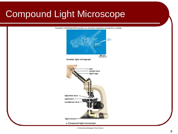 9 Compound Light Microscope eyeamoeba, light micrograph light raysocular lens objective lens specimen condenser
