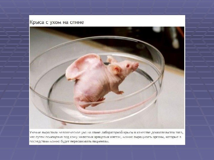 Рак крысы характеристика. Человеческое ухо вырастили на мыши. Крыса с человеческим ухом. Мышь с человеческим ухом на спине. Органы выращенные на мышах.