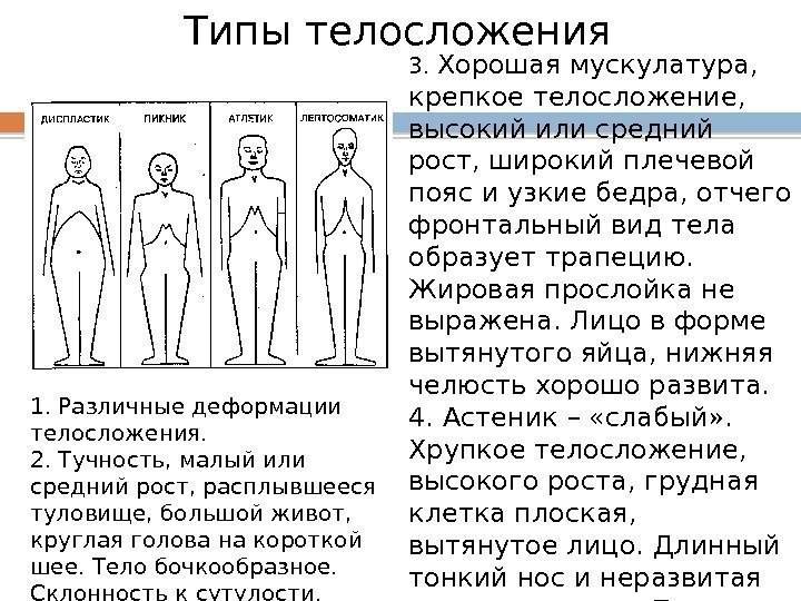 3.  Хорошая мускулатура,  крепкое телосложение,  высокий или средний рост, широкий плечевой