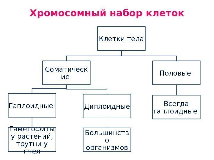 Хромосомный набор клеток. Хромосомный набор клетки таблица 10 класс. Набор хромосом в клетках. Хромосомный набор клетки. Хромосомный набор клеток растений.