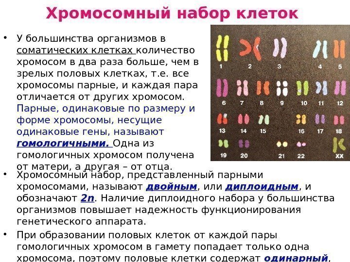 46 хромосом в соматических клетках. Хромосомный набор клетки. Хромосомный набор половых клеток. Хромосомный набор человека. Число половых хромосом у человека.