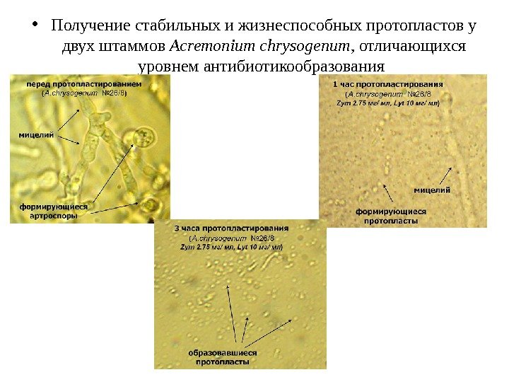  • Получение стабильных и жизнеспособных протопластов у двух штаммов Acremonium chrysogenum , отличающихся