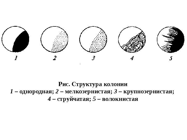 Рис. Структура колонии 1 – однородная;  2 – мелкозернистая;  3 – крупнозернистая;