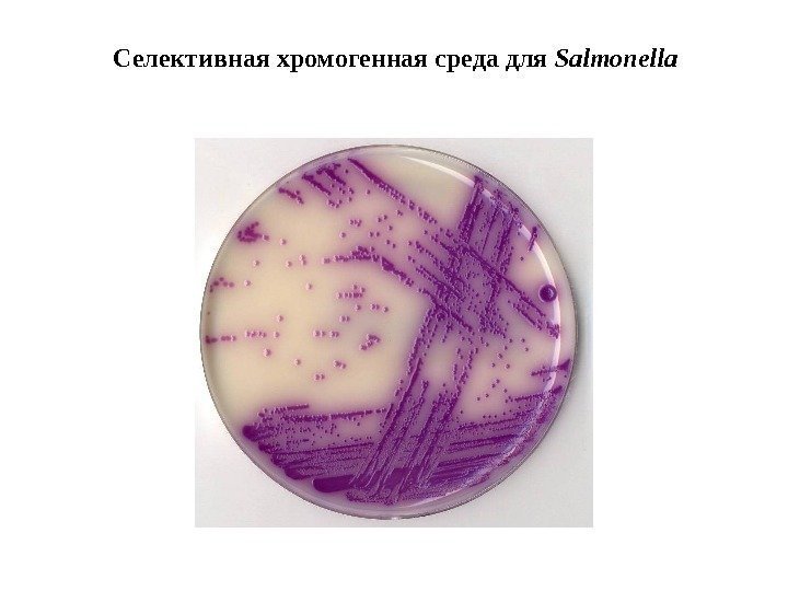 Селективная хромогенная среда для Salmonella 