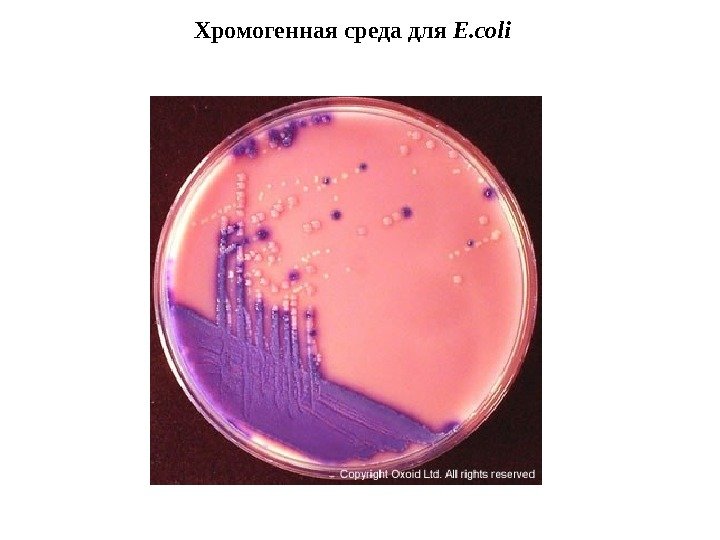 Хромогенная среда для E. coli  