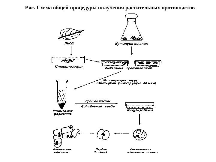 Рис. Схема общей процедуры получения растительных протопластов 
