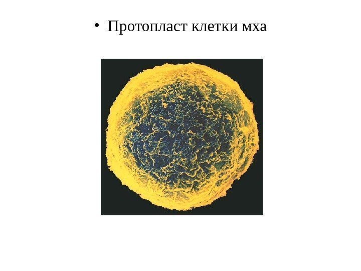  • Протопласт  клетки  мха 