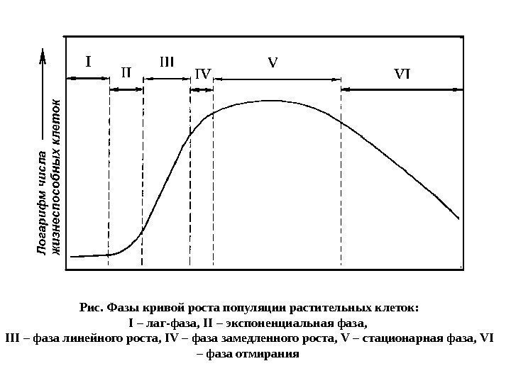 Рис. Фазы кривой роста популяции растительных клеток: I – лаг-фаза,  II – экспоненциальная
