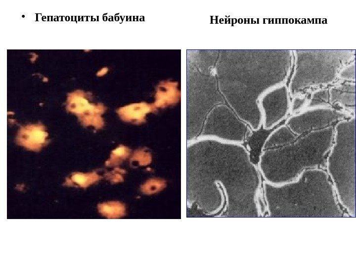  • Гепатоциты бабуина Нейроны гиппокампа 