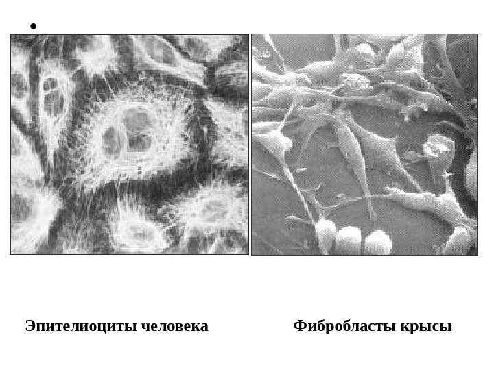  • Эпителиоциты человека   Фибробласты крысы 