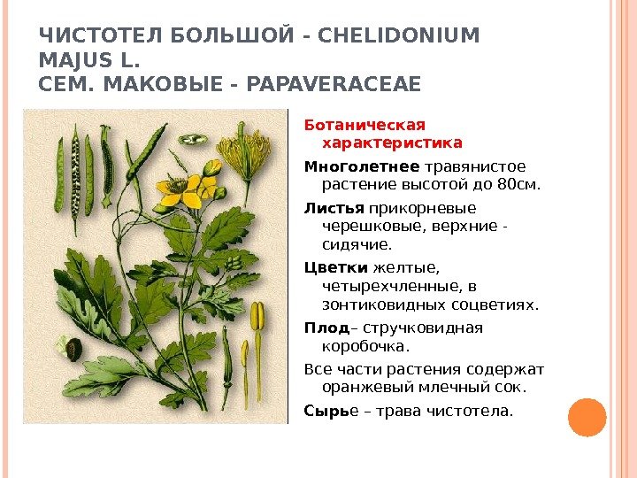 ЧИСТОТЕЛ БОЛЬШОЙ - CHELIDONIUM MAJUS L. СЕМ. МАКОВЫЕ - PAPAVERACEAE Ботаническая характеристика Многолетнее травянистое