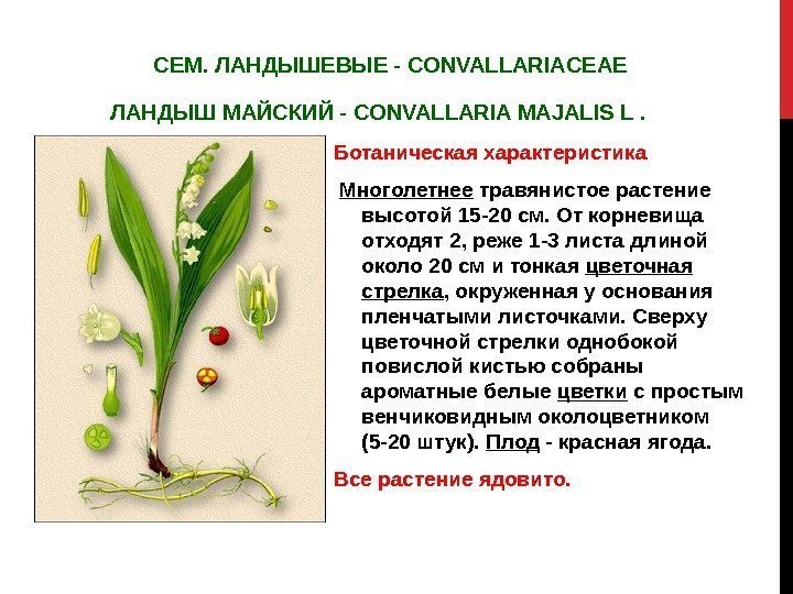  СЕМ. ЛАНДЫШЕВЫЕ - CONVALLARIACEAE ЛАНДЫШ МАЙСКИЙ - CONVALLARIA MAJALIS L .  Ботаническая