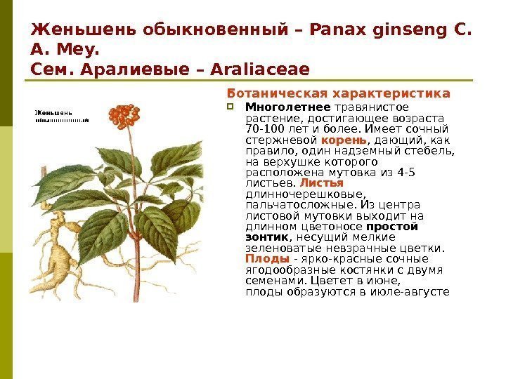 Женьшень обыкновенный – Panax ginseng C.  A. Меy. Сем. Аралиевые – Araliaceae Ботаническая