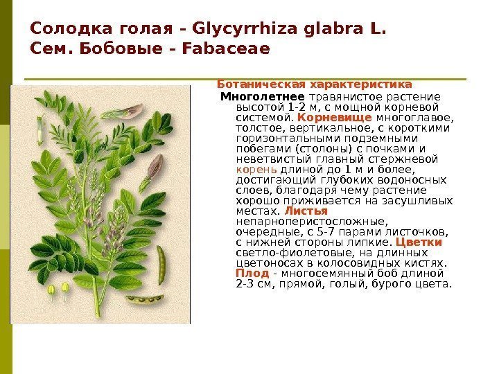Солодка голая - Glycyrrhiza glabra L. Сем. Бобовые - Fabaceae Ботаническая характеристика  Многолетнее