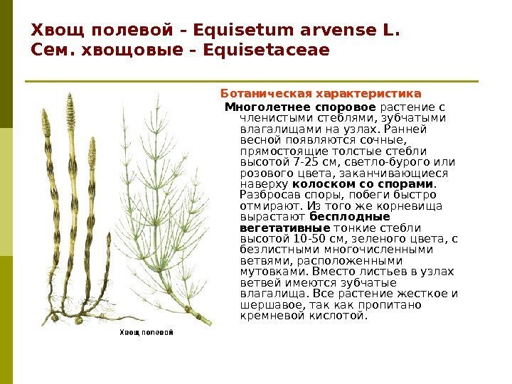 Хвощ полевой - Equisetum arvense L. Сем. хвощовые - Equisetaceae Ботаническая характеристика  Многолетнее