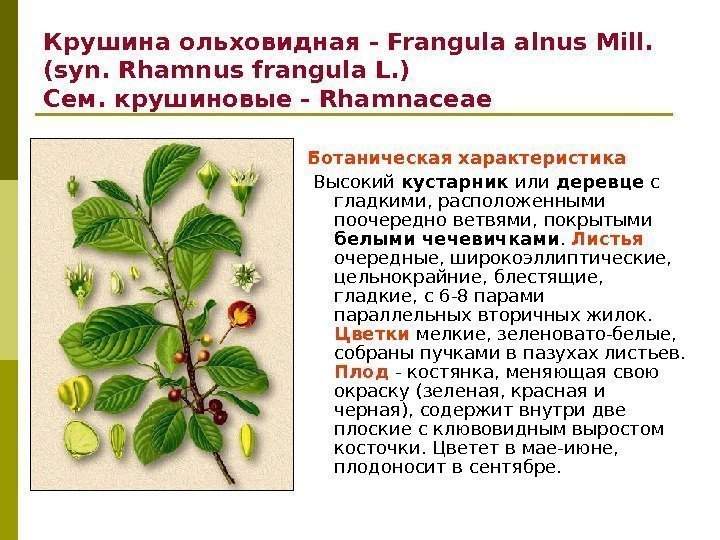 Крушина ольховидная - Frangula alnus Mill.  (syn. Rhamnus frangula L. ) Сем. крушиновые