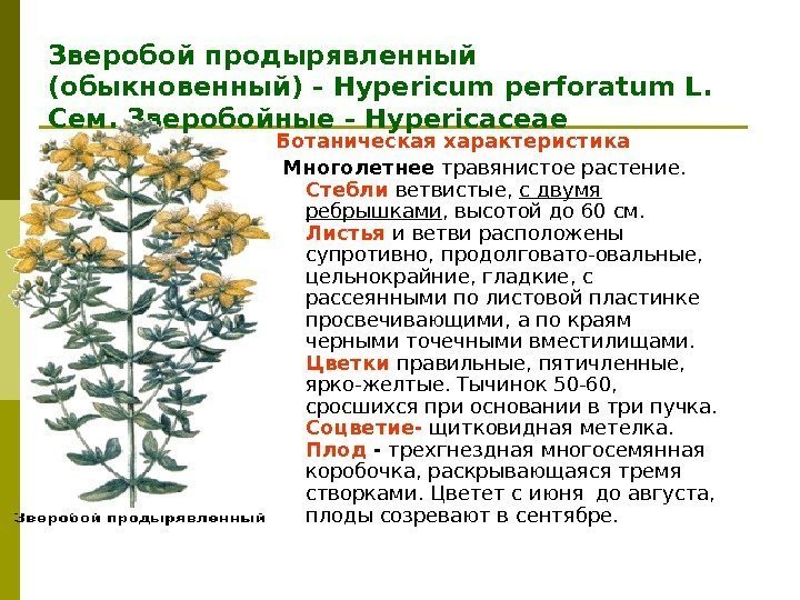 Зверобой продырявленный (обыкновенный) - Hypericum perforatum L. Сем. Зверобойные - Hypericaceae Ботаническая характеристика 