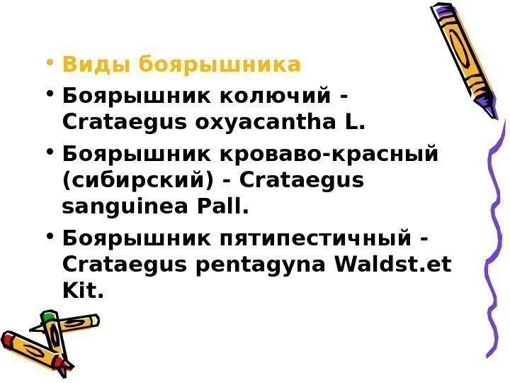  • Виды боярышника • Боярышник колючий - Crataegus oxyacantha L.  • Боярышник