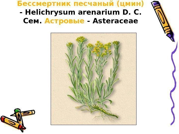 Бессмертник песчаный (цмин)  - Helichrysum arenarium D. С. Сем.  Астровые - Asteraceae