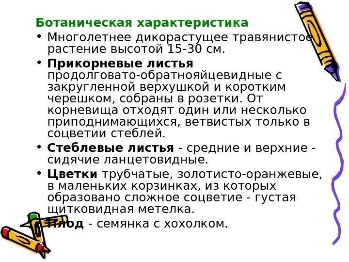 Ботаническая характеристика • Многолетнее дикорастущее травянистое растение высотой 15 -30 см.  • Прикорневые