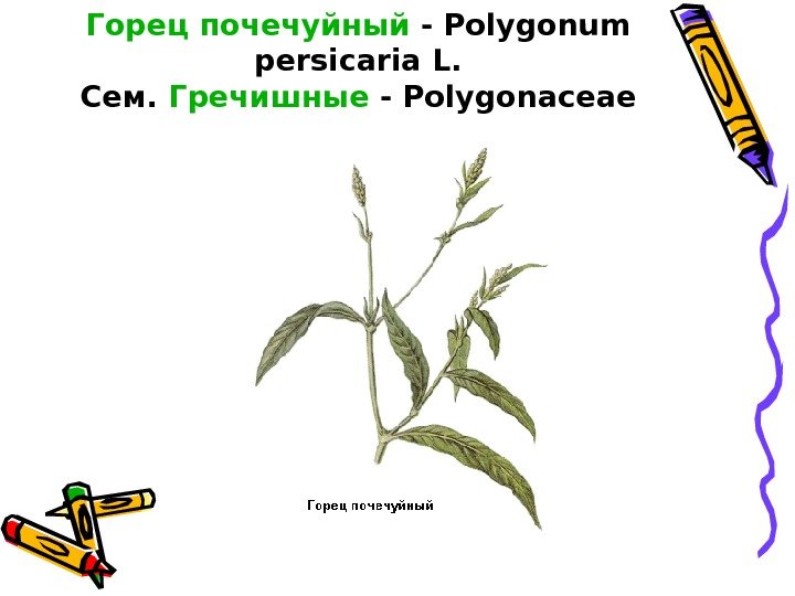 Горец почечуйный - Polygonum persicaria L. Сем.  Гречишные - Polygonaceae 