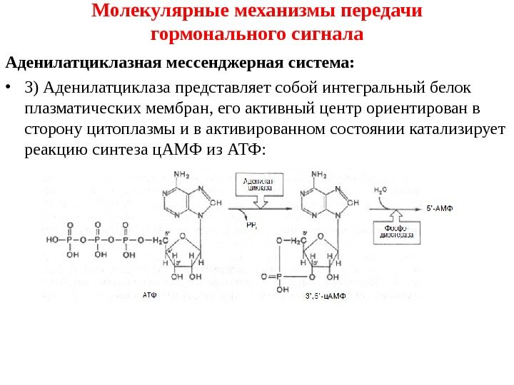 Молекулярные механизмы передачи гормонального сигнала Аденилатциклазная мессенджерная система :  • 3) Аденилатциклаза представляет
