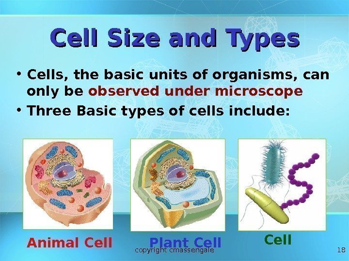 18 Cell Size and Types • Cells, the basic units of organisms, can only