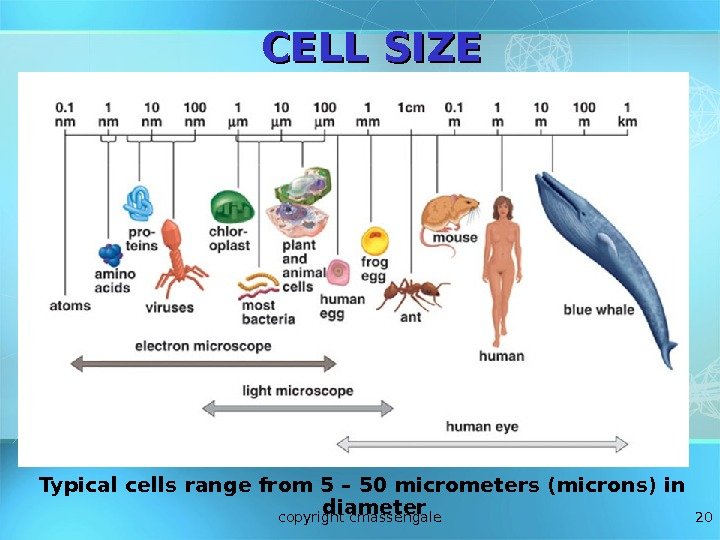 20 CELL SIZE Typical cells range from 5 – 50 micrometers (microns) in diameter
