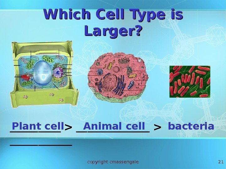 21 Which Cell Type is Larger? _____  _______   ______ Plant cell