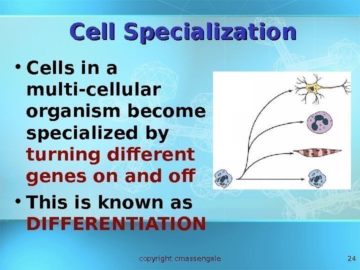 24 Cell Specialization • Cells in a multi-cellular organism become specialized by turning different