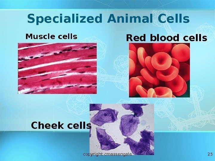 25 Specialized Animal Cells Muscle cells Red blood cells Cheek cells copyright cmassengale 