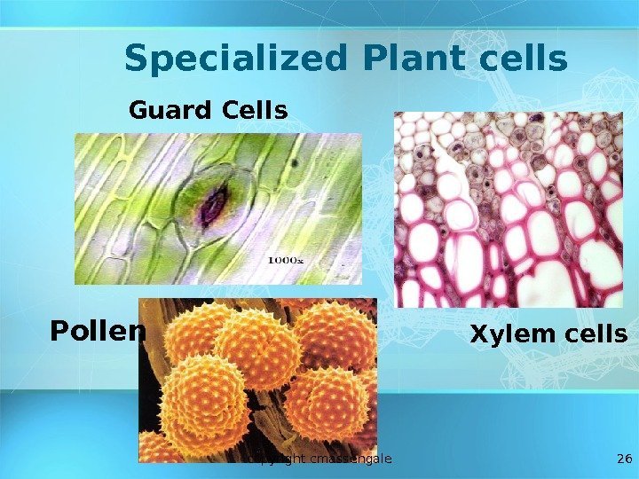 26 Specialized Plant cells Xylem cells. Pollen Guard Cells copyright cmassengale 