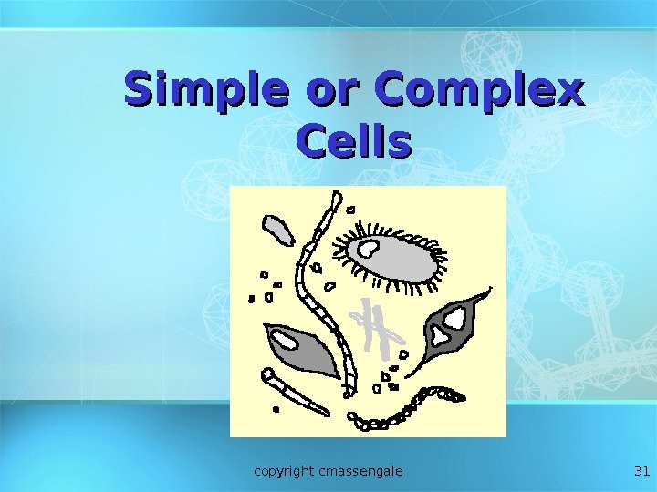 31 Simple or Complex Cells copyright cmassengale 