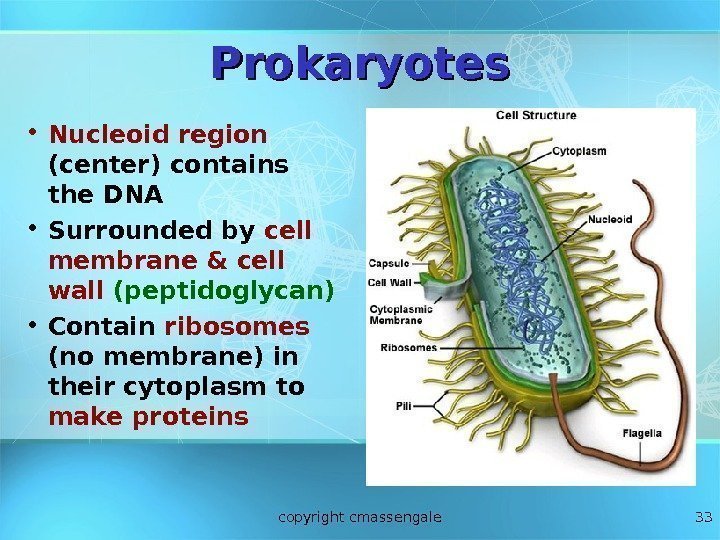 33 Prokaryotes • Nucleoid region  (center) contains the DNA • Surrounded by cell