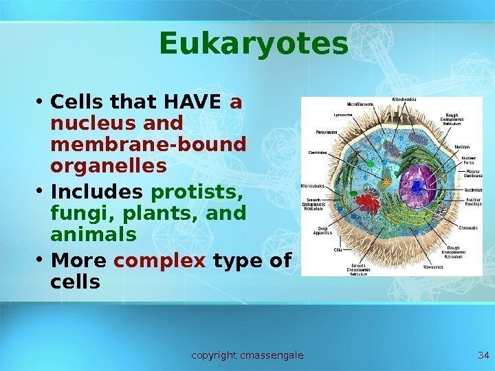 34 Eukaryotes • Cells that HAVE a nucleus and membrane-bound organelles • Includes protists,
