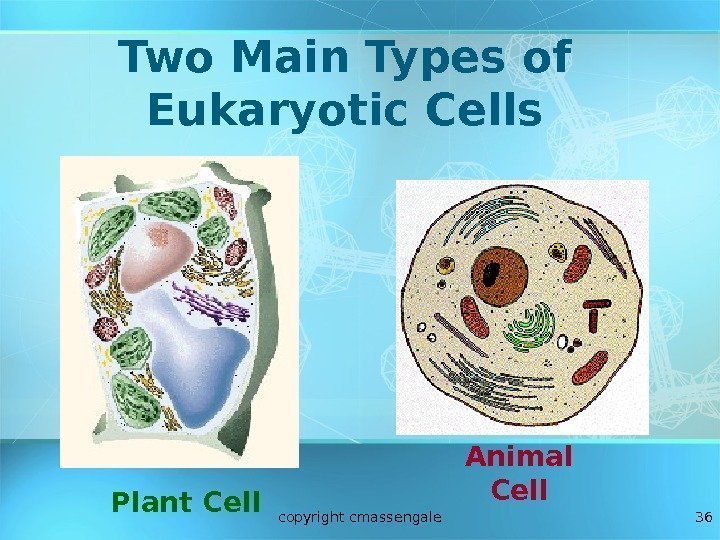 36 Two Main Types of Eukaryotic Cells Plant Cell Animal Cell copyright cmassengale 