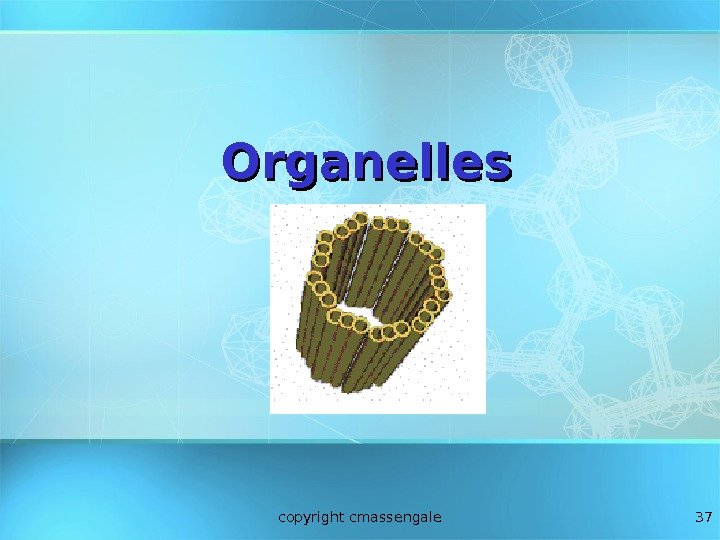37 Organelles copyright cmassengale 